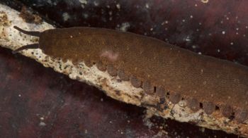 Media type: image; Invertebrate Zoology 131441